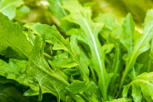 Fresh green arugula (rocket) seeds by SeedsNow, showing small seed grains suitable for planting and gardening.