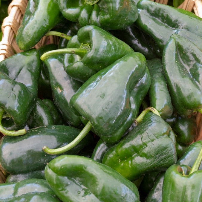 Pepper (Hot) - Poblano 🔥 - SeedsNow.com