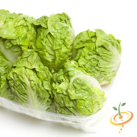 Little Gem lettuce seeds from SeedsNow, small green lettuce with crisp leaves, ready for planting in a garden or container.