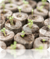 Free All-in-1 Seed Starter Kit with soil, including seed trays and planting medium for gardening beginners.