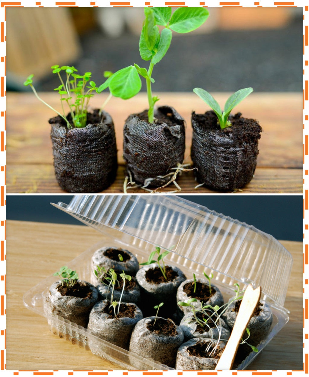 Organic Seed Starting Soil Pods from PODS, close-up of nutrient-rich soil in biodegradable pods for gardening and planting.