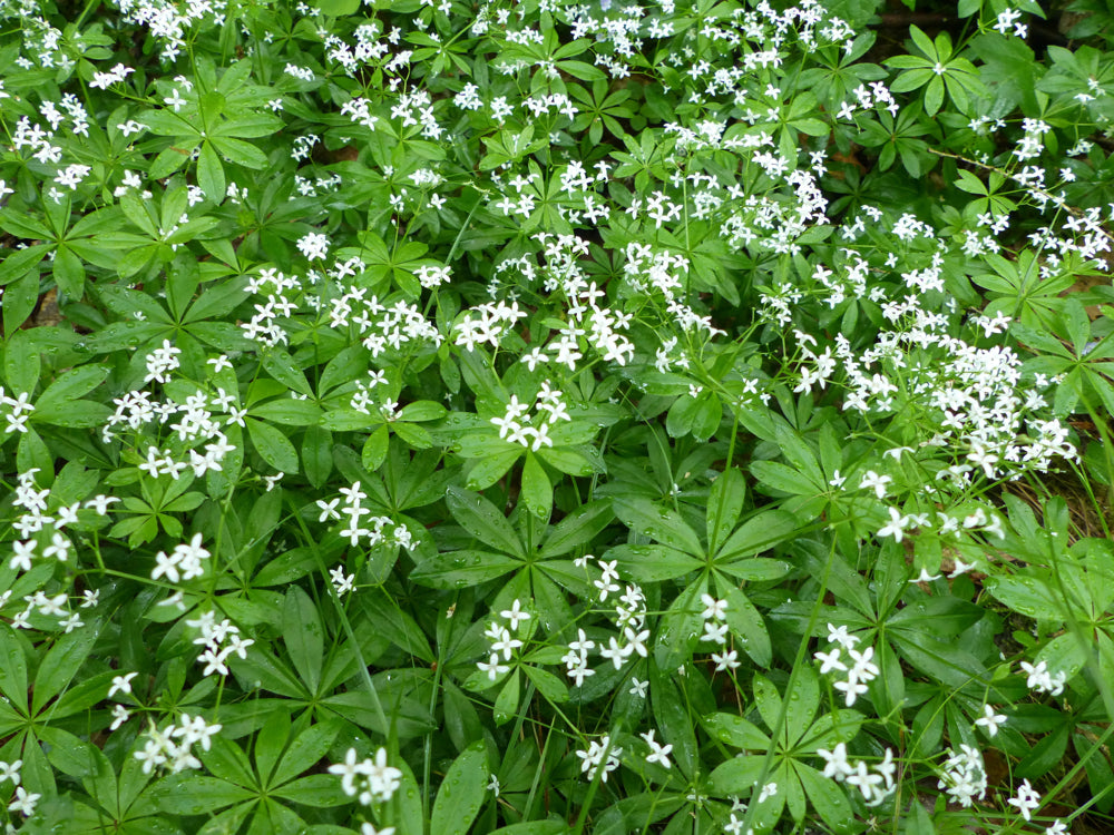 Sweet Woodruff seeds, also known as sweet-scented bedstraw, displayed in a clear container, ready for planting in gardens.