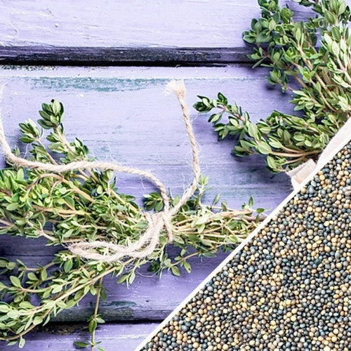 Close-up of thyme seeds from SeedsNow, showing small, brown dried herb seeds ideal for planting and culinary use.