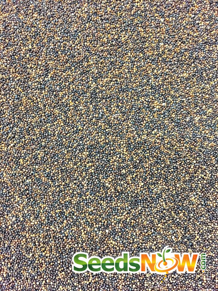 Close-up of thyme seeds from SeedsNow, small brown seeds suitable for planting thyme herb in garden or pots.