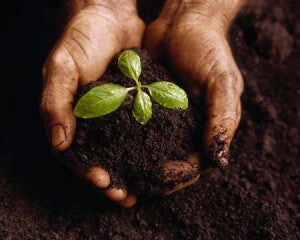 Common Seed Starting Mistakes and How to Avoid Them