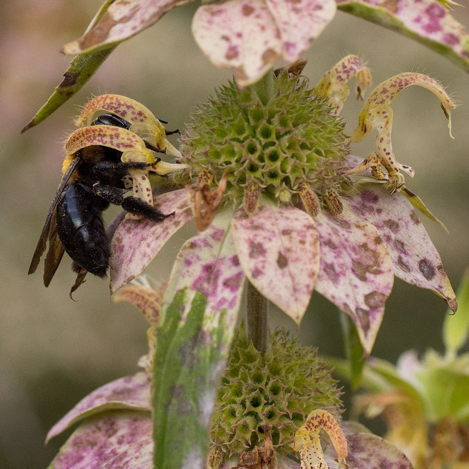 All Spotted Bee Balm/Wild Bergamot Flower Seeds
