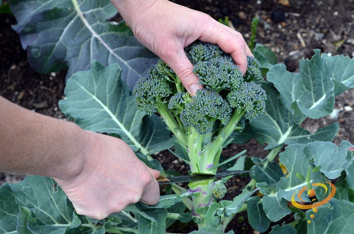 Discover over 280 companion plants for Broccoli to enhance growth and health. These are all really good seeds to plant next to Broccoli & boost overall plant health.