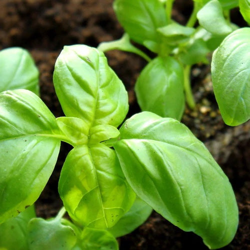 List of Good Companion Plants for Basil