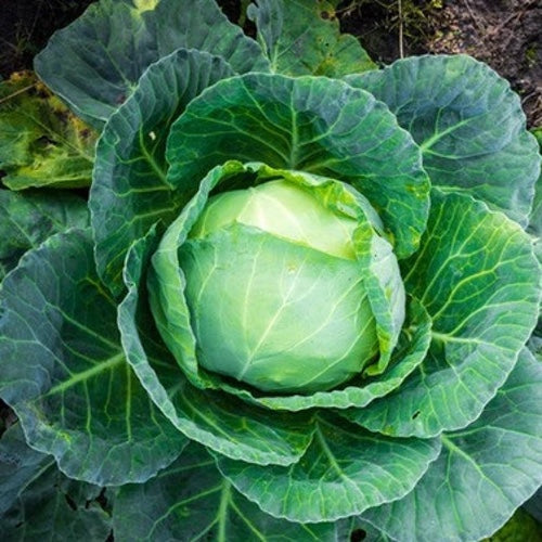 Discover Good Companion Plants for Cabbage to Boost Growth & Health!