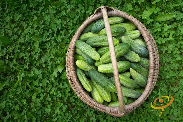 Discover the best companion plants for cucumbers to enhance growth, prevent pests, and improve yields. Create a thriving garden with our expert pairing tips & more!
