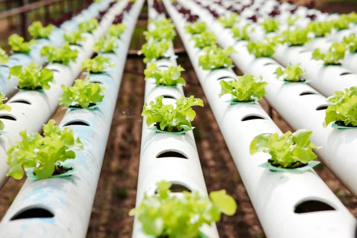 Seed Personality: Grows Well with Hydroponic Systems