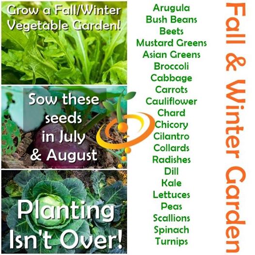 List of seeds can you plant now in your organic vegetable garden for a Fall & Winter harvest in the USA