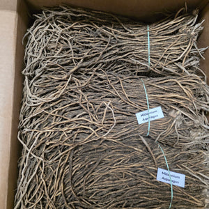 Fresh Millennium asparagus crowns with roots, ready for planting, shown in a close-up image.