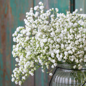 Baby's Breath Gypsophila flower seeds in a packet, small white seed packet with colorful branding, ideal for garden planting.