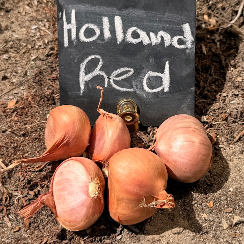 Shallot (sets) - Holland, Red (Organic)