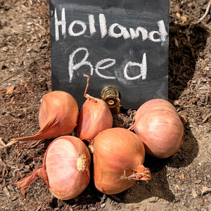 Shallot (sets) - Holland, Red (Organic)