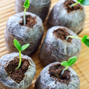 Free All-in-1 Seed Starter Kit including seed pods and planting tools, perfect for starting your garden at home.