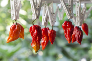 All-in-One WORLD'S Hottest Peppers 🥵🔥🌶️ Variety Pack - SeedsNow.com - *Variety Packs