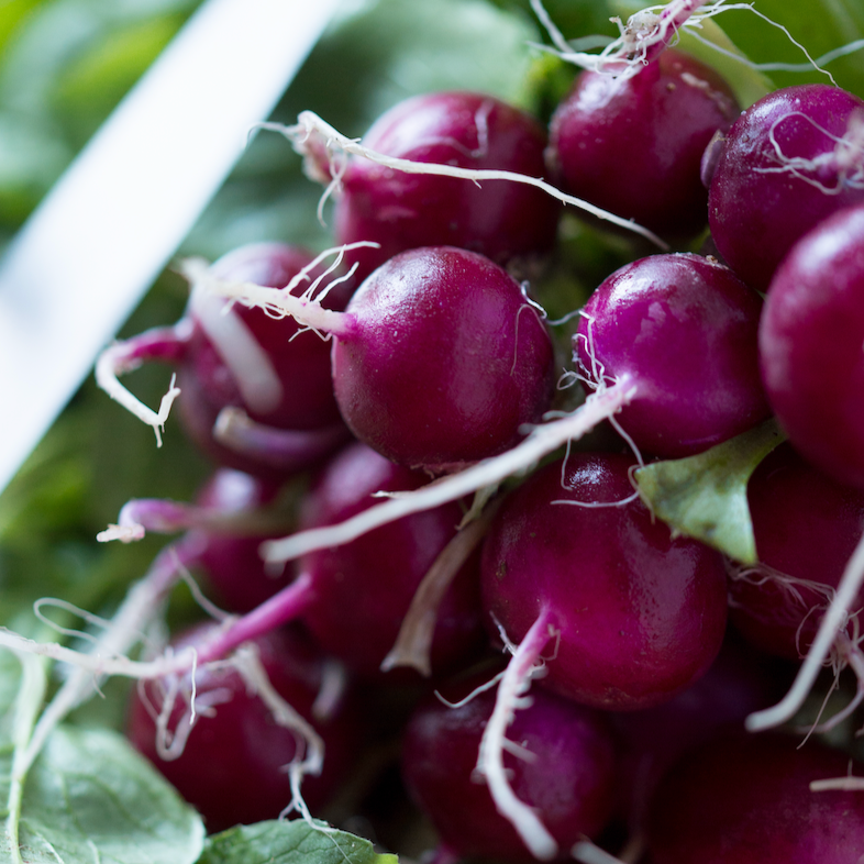 Radish - Beauty, Purple