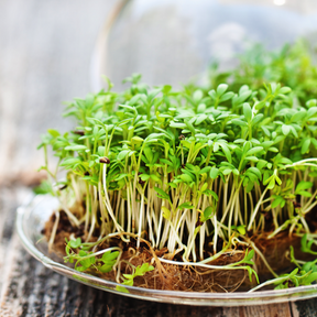 Sprouts and microgreens cress seeds from SeedsNow, small green seeds ideal for sprouting and microgreen growth.