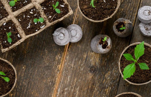 Image showing a free all-in-one seed starter kit with soil pods and gardening tools for starting plants easily.