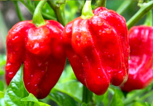 All-in-One WORLD'S Hottest Peppers 🥵🔥🌶️ Variety Pack - SeedsNow.com - *Variety Packs