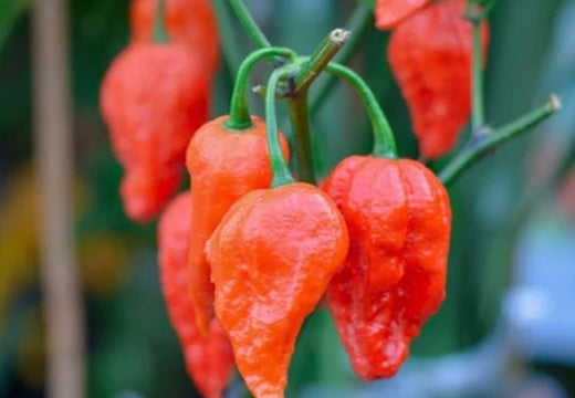 All-in-One WORLD'S Hottest Peppers 🥵🔥🌶️ Variety Pack - SeedsNow.com - *Variety Packs