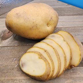 Organic Kennebec potato seed rounds, mid-season variety, from SeedsNow-Potatoes, showing fresh, healthy potato seed pieces.