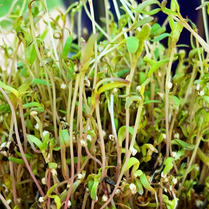 Sprouts/Microgreens - Quinoa seeds - SeedsNow.com - Sprouts & Microgreens