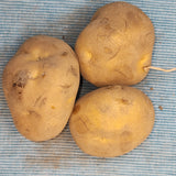 Potato (Late-Season) - Yellow Finn (Organic rounds) *pre-order* - SeedsNow.com - Potato Seed