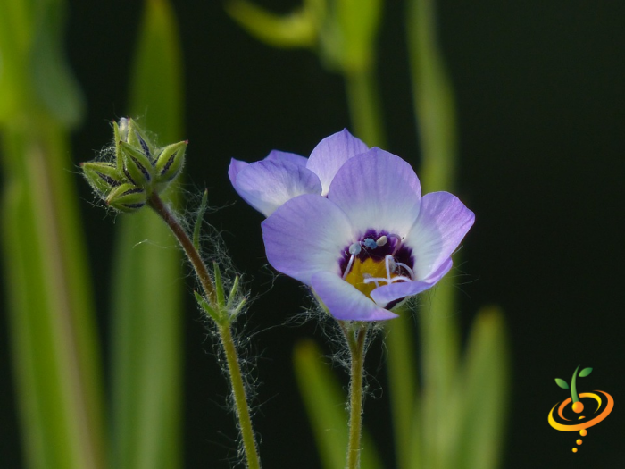 Wildflowers - Hummingbird & Butterfly Scatter Garden Seed Mix - SeedsNow.com