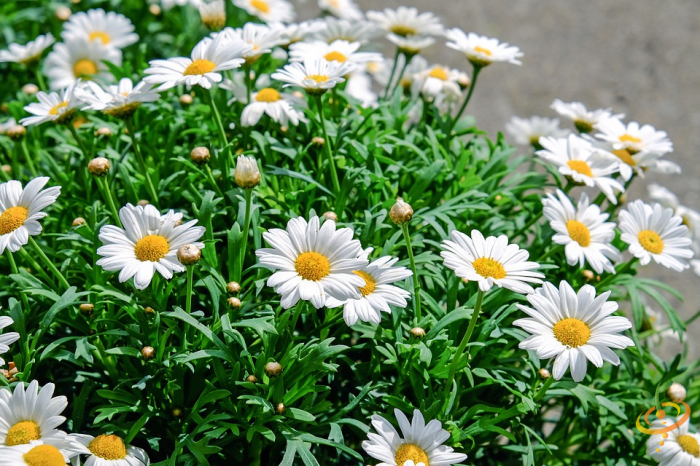 Wildflowers - All Perennial Scatter Garden Seed Mix - SeedsNow.com