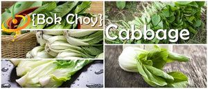 Cabbage - Bok Choy (Pac Choi).