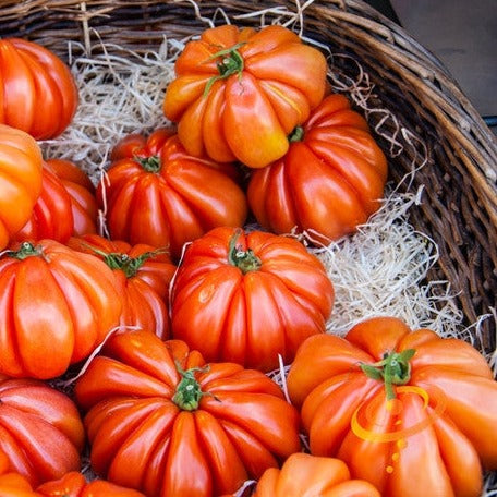 Tomato - Beefsteak, Ponderosa Red (Indeterminate) - SeedsNow.com