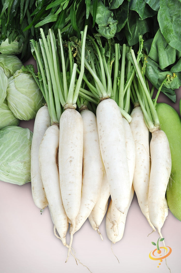 Radish - White Icicle.