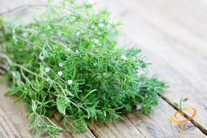 Summer Savory.