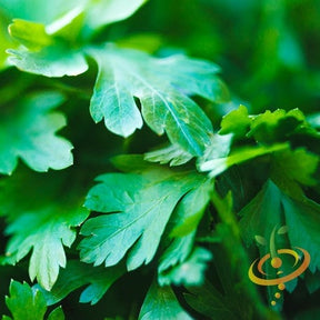Dark green Italian Giant parsley seeds from SeedsNow, close-up of fresh parsley leaves and seeds on a white background.
