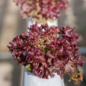 All lettuce seeds in a red salad bowl, showcasing SeedsNow brand lettuce seed packets on a white background.
