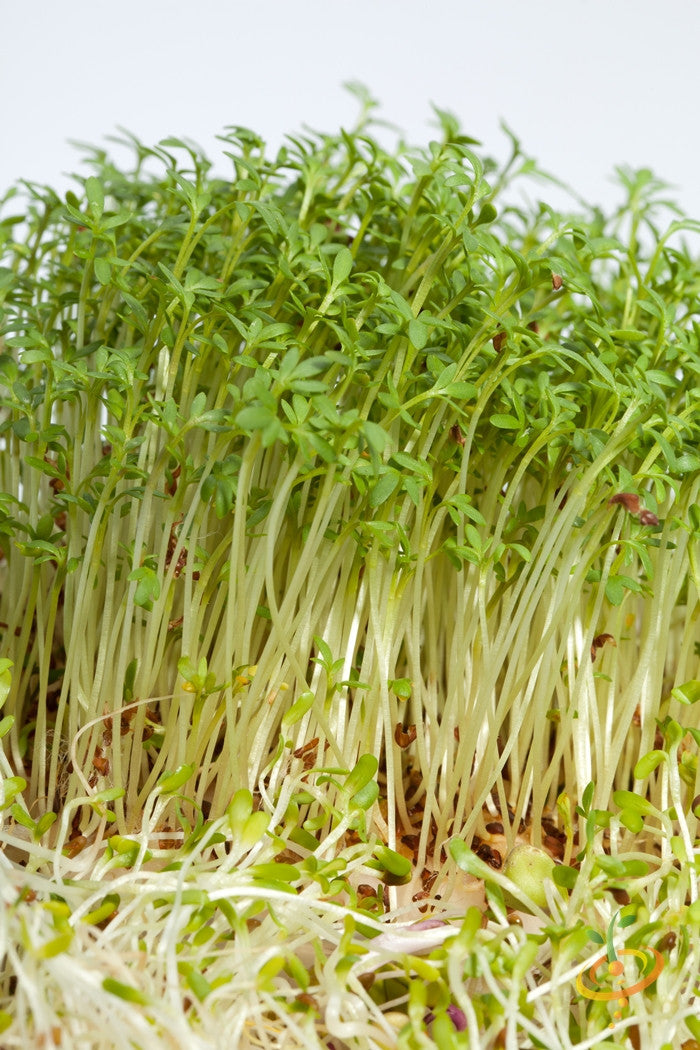 Sprouts/Microgreens - Radish, Classic.