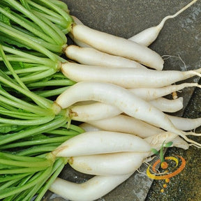 Buy Japanese Minowase/Daikon "Big Root" radish seeds online in the USA. GIANT 24" long! Buy Open-pollinated OP, USA-quality, Heirloom, NON-GMO organic seeds & more!