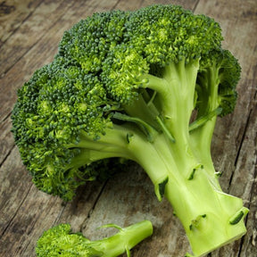 Fresh broccoli Di Cicco seeds from SeedsNow, showing vibrant green seeds ideal for planting and home gardening.