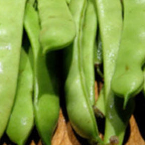 Fresh Roma II bush bean seeds from SeedsNow, showing vibrant green bean pods and healthy foliage.