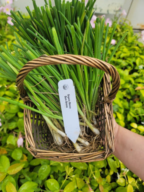 Close-up of OG Blanco Duro onion transplants from SeedsNow-Bulb-Onion, showing healthy white onion sets ready for planting.