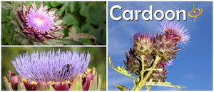 Cardoon.