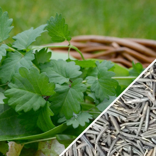 Chervil (French Parsley).