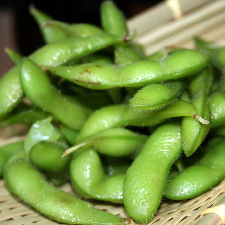 Bean, Bush - Edamame Midori Giant (Soy Bean) - SeedsNow.com