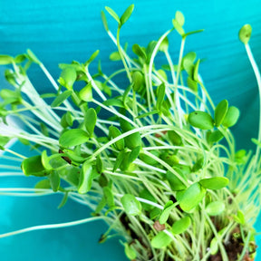 Brown flax seeds for sprouts and microgreens from SeedsNow, shown in a clear close-up image.