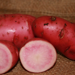 Organic Red Thumb Fingerling potato seed from SeedsNow-Potatoes, showcasing small, vibrant red-skinned heirloom potatoes.