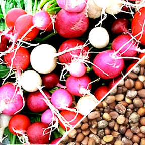 Buy fresh Easter Egg Radish seeds online from the USA. Mix of multi-colored radishes. Shop Open-pollinated OP, USA-quality, Heirloom, NON-GMO organic seeds & more!
