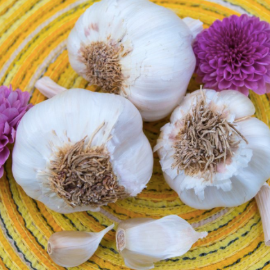 Garlic - (Soft Neck) Italian Late *PRE-ORDER* - SeedsNow.com